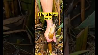 Download lagu mancing belut di semak semak rumput mp3