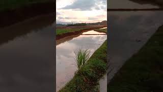 Download lagu story wa pemandangan sawah sore hari # short mp3 Download lagu story wa pemandangan sawah sore hari # short mp3
