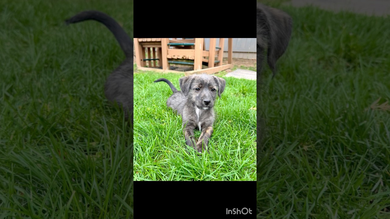 Enlarge Bentley , an adopted mixed breed in Severn, MD video 2/6