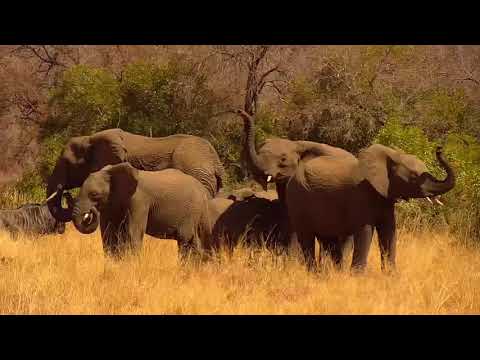 Kwa: Elephants in the field - 08/24//19