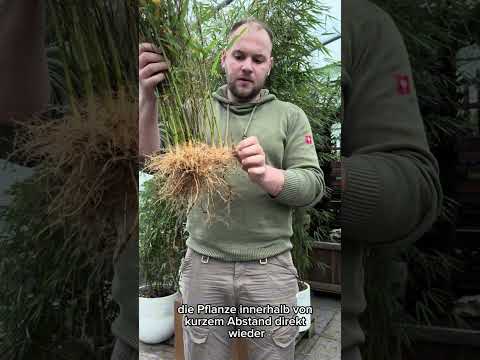 Warum Fargesia-Bambus-Sorten keine Wurzelausläufer bilden