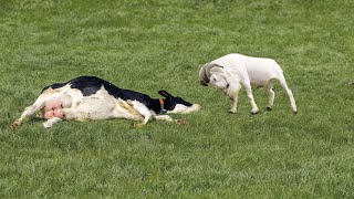 Download lagu Hanya Sekali Tubrukan Sapi Langsung M4T1 Kalah Oleh Kambing - 9 Momen Kambing VS Sapi Dan Hewan Lain mp3 Download lagu Hanya Sekali Tubrukan Sapi Langsung M4T1 Kalah Oleh Kambing - 9 Momen Kambing VS Sapi Dan Hewan Lain mp3