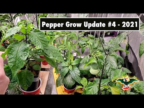 2021 Pepper grow update #4 - 04/24/21 - Some plants looking better than others
