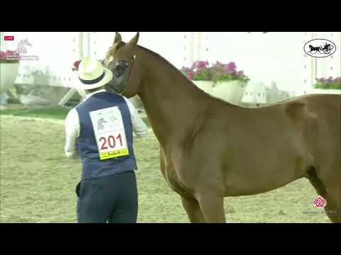 N 201 AL ARYAM SHABAB   Sharjah International Arabian Horse Festival 2021   Colts 3 Years Old Class