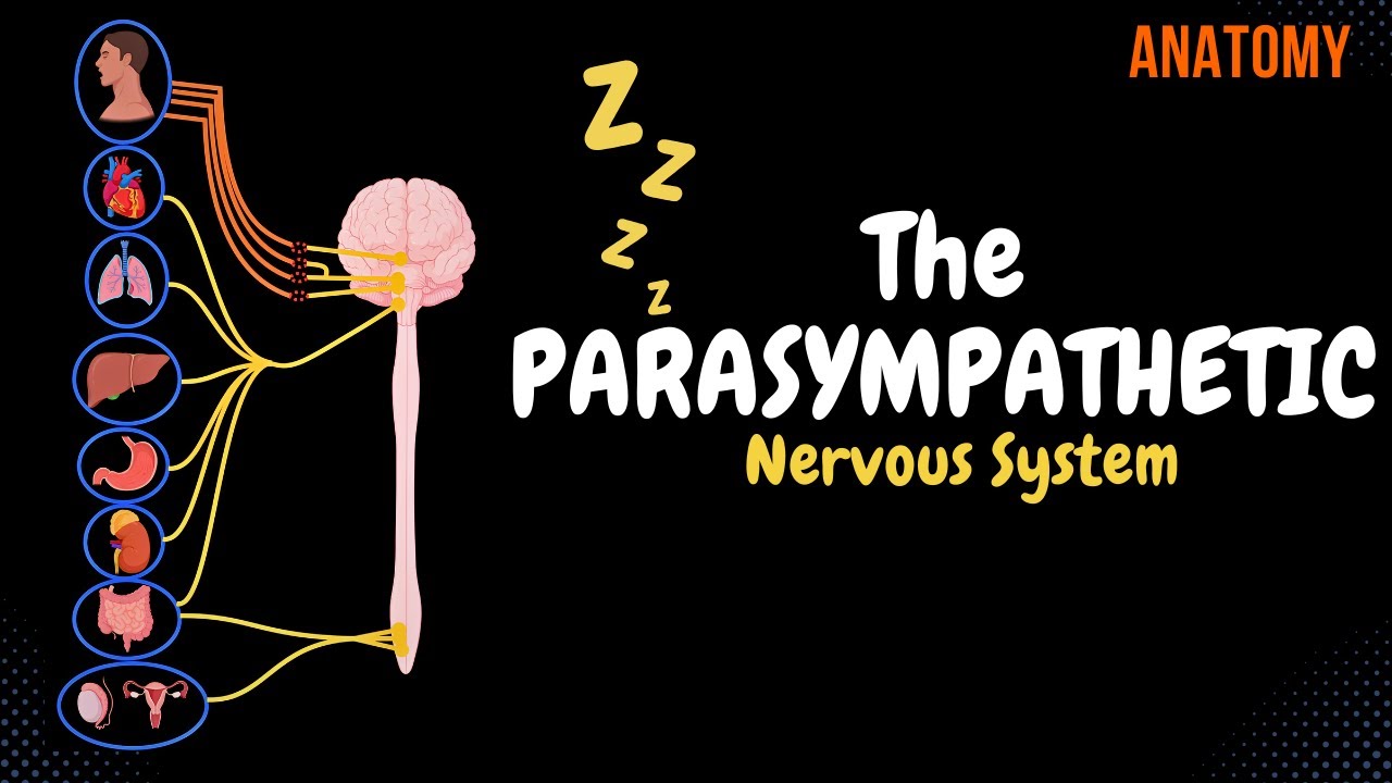 Parasympathetic Nervous System: Animated Scheme (Craniosacral Outflow)