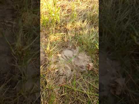 Jak powstaje gniazdo os w ziemi (how the wasp nest is created)