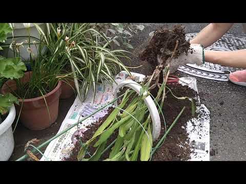 クジャクホイールシダ