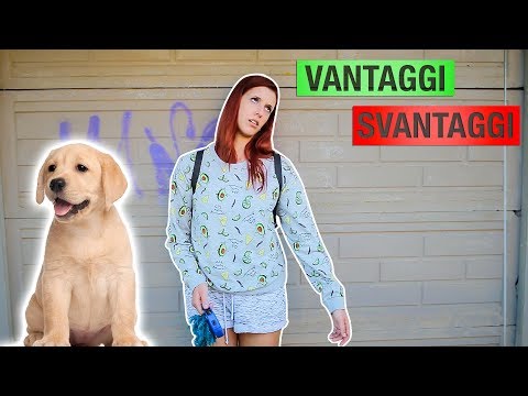 Advantages and Disadvantages of Having a Dog 🐶