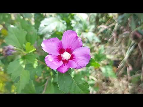 Hibiskus vermehren durch Stecklinge