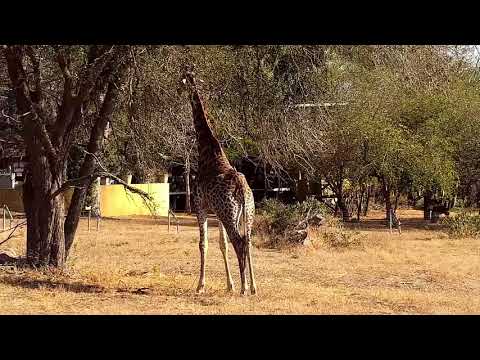 Djuma: Giraffe feeding - 09:07 - 07/13/21