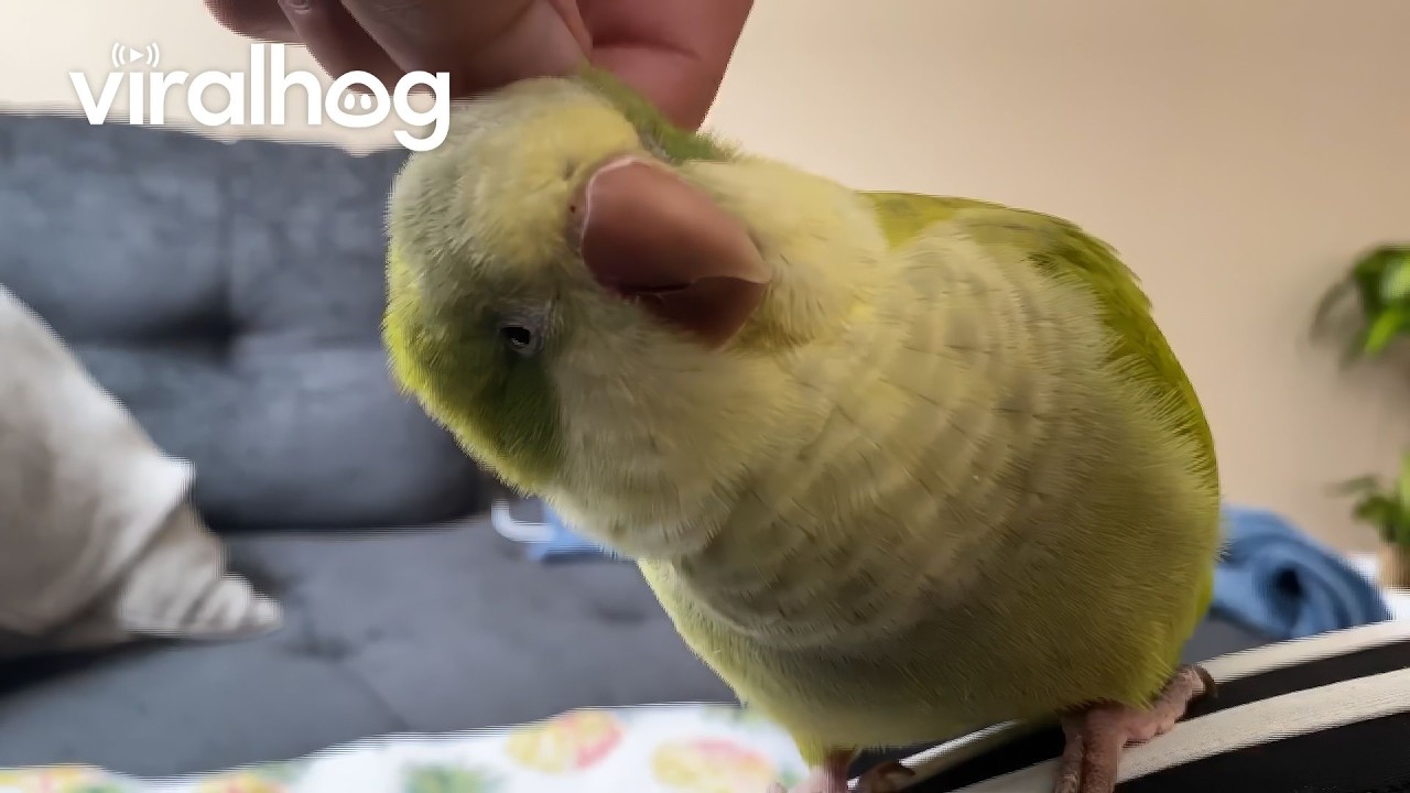 Try Not To Laugh 😂 Funniest Parrot Moments! || ViralHog