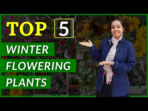 Top 5 Winter Flowering Plants | Easy to Maintain Winter Flowering Plants | Top 5 Easy to Grow Plants