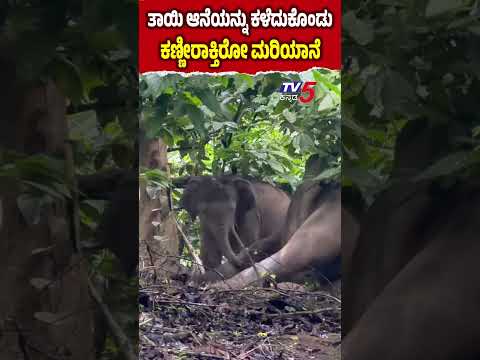 Heartbreaking! Baby Elephant Mourns Mother's Death In Kodagu Coffee Estate| ಕಣ್ಣೀರಾಕ್ತಿರೋ ಮರಿಯಾನೆ