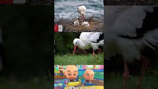 Download lagu upin ipin bangau oh bangau mp3