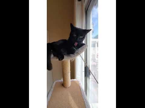 Crystal the Pet Nanny. LLC video.