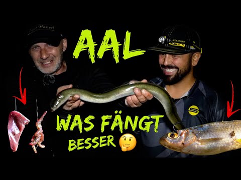 Mit der POSE auf AAL | Außergewöhnliche Köder 🤔 so viel Käse beim Angeln 🤪