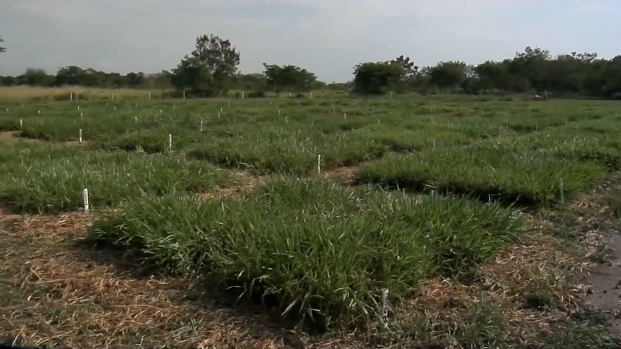 PASTOS NATAIMA SEDE AGROSAVIA   ESPINAL   TOLIMA