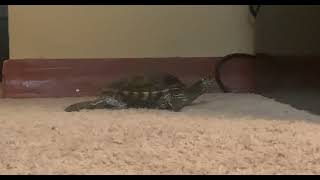 Turtle Reptiles Videos