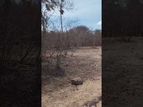A terrível seca do Nordeste. Sertão do Ceará. Município de Chaval-CE. Viagem missionária. Pr. Isaías