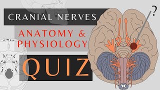 Cranial Nerve Quiz | Easy Quick Review | Anatomy & physiology | #cranialnerves  #quiz  #shorts