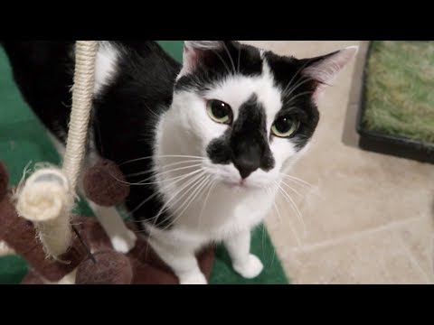 Boo Day 262 - Raw Cat Food, Crunchies, And The Automatic Cat Feeder - Feral Cats