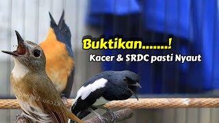 Download lagu BUKTIKAN TLEDEKAN GACOR INI BIKIN KACER DAN SRDC LANGSUNG NYAUT mp3 Download lagu BUKTIKAN TLEDEKAN GACOR INI BIKIN KACER DAN SRDC LANGSUNG NYAUT mp3