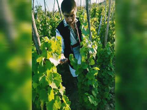 Munci agricole traditionale la Mironesti Jud. Giurgiu, România