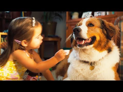 Собачья жизнь 2 — Русский трейлер (2019)