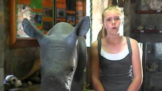 preview picture of video 'Hoedspruit Endangered Species Centre : International Rhino Day 2012'