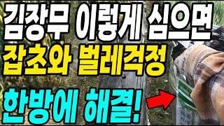 김장무 심고 뿌리면 잡초와 벌레걱정 한방에 해결! 농약 안쓰고 벌레걱정 끝내는 방법과 심는꿀팁!