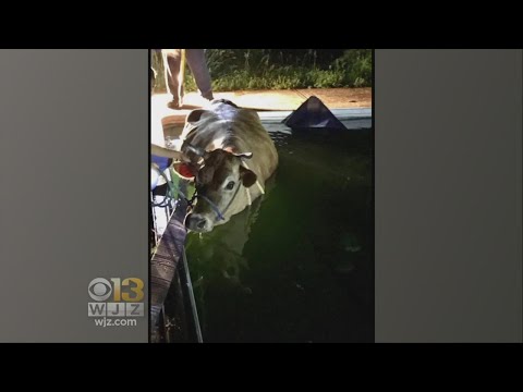Cow Rescued From Pool At Maryland Home