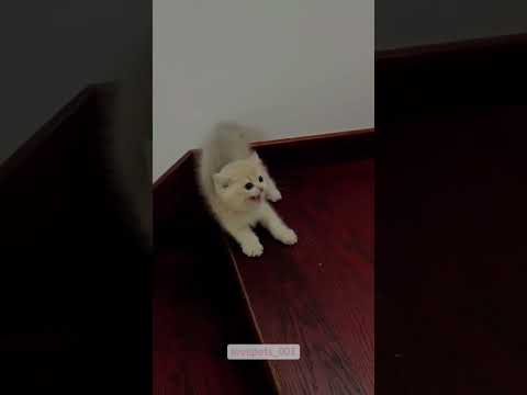 kucing jatuh lucu #cat #cats #catshorts #funny #funnyvideo #fun #kucing