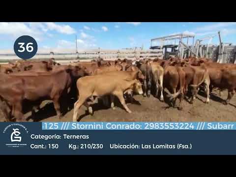 Lote Hembras -lomitas Formosa