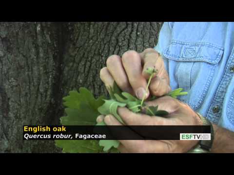 Trees with Don Leopold - English oak