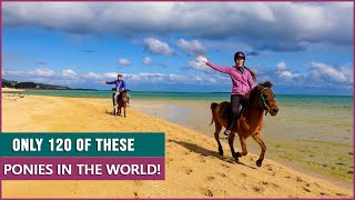 Riding the Yonaguni Pony on the Beach in Okinawa!