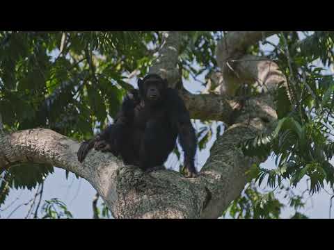  Volcanoes Safaris Kyambura and Bwindi Safari Loop
