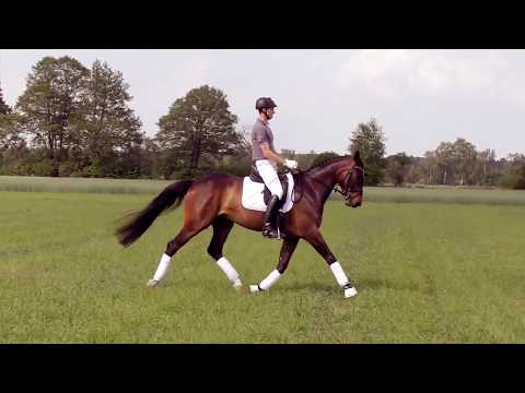 VERKAUFT! -BENTO - von Belissimo M - Warkant - Arogno (Trak.), geb. 2014, Hannoveraner Wallach