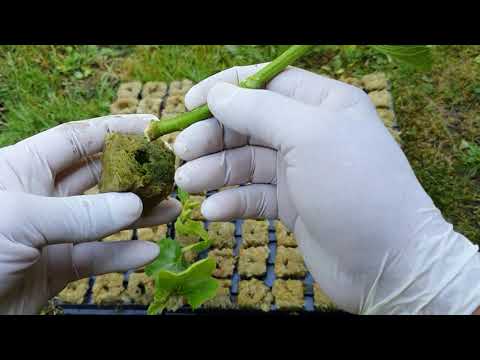 #obstbaum #stecklinge selber ☝ machen.