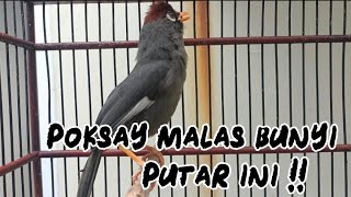 Download lagu Pancingan poksay mandarin paling ampuh untuk masteran dan pikat mp3 Download lagu Pancingan poksay mandarin paling ampuh untuk masteran dan pikat mp3
