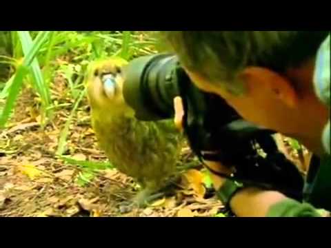 De kneuzige kakapo - Kakapo - Last Chance to See, Stephen Fry