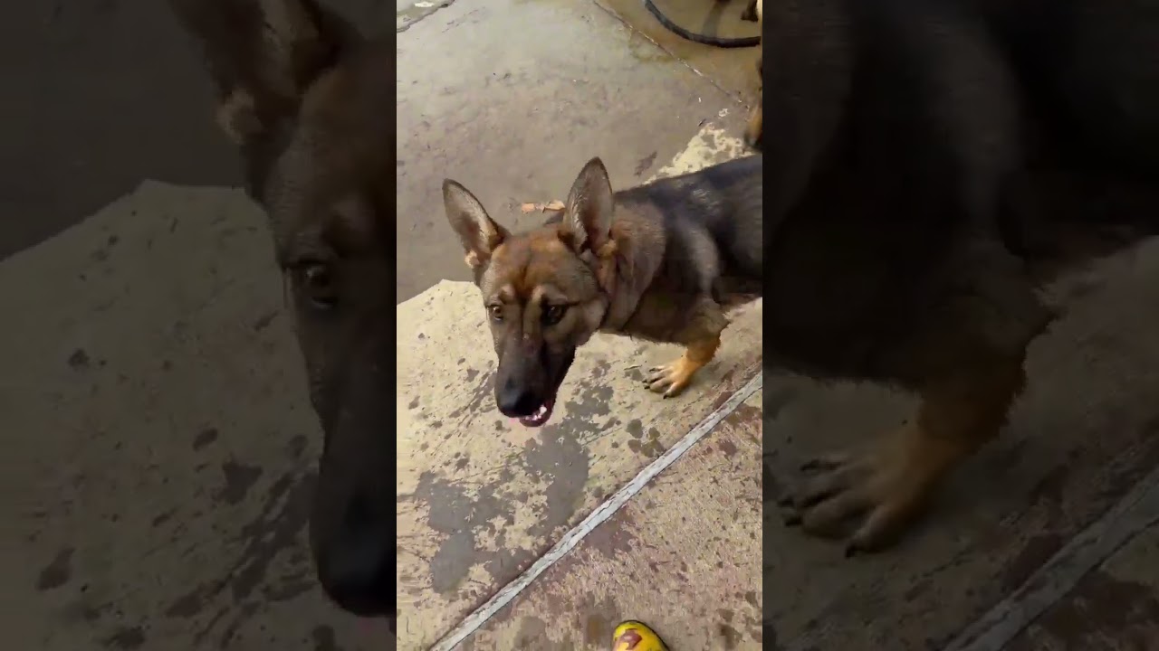 Enlarge Smoky (6mo PUPPY), an adopted German Shepherd Dog in Greeneville, TN video 5/5