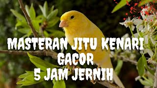 Download lagu MASTERAN BURUNG,KENARI GACOR 5JAM,SUARA JERNIH !!! mp3 Download lagu MASTERAN BURUNG,KENARI GACOR 5JAM,SUARA JERNIH !!! mp3