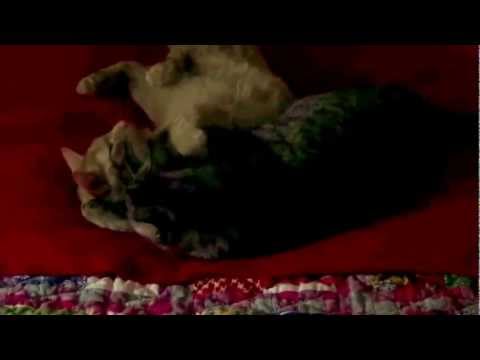 Kitty Love - Silva and Oro