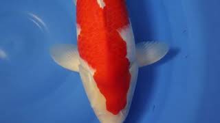 video van Nidan Kohaku 2306012