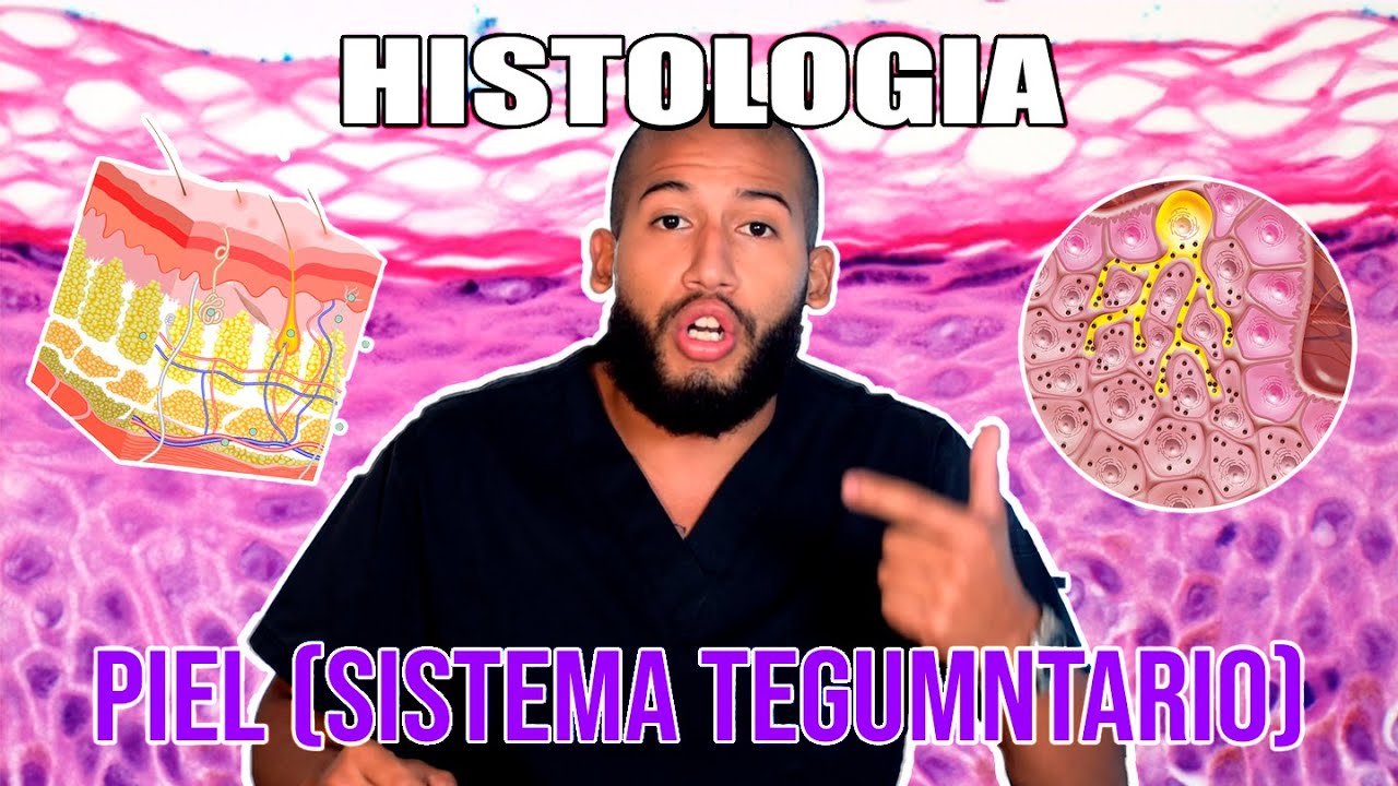Histología - PIEL y Sistema TEGUMENTARIO (Epidermis, Dermis, Keratinocitos, Melanocitos)