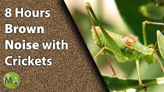 8 Hours Brown Noise With Crickets for Sleep and Relaxation, Tinnitus