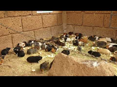 Tenerife Monkey Park - feeding army of guinea pigs