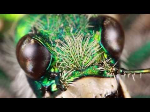 The Locusts of Revelation 9