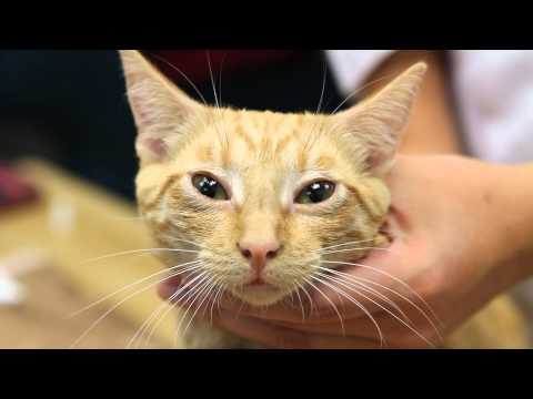 Pain Remedies for Cats : Cat Care & Behavior