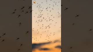 The Sound of a Mosquito Swarm in the Evening Sky 🧡